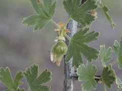 Ribes velutinum