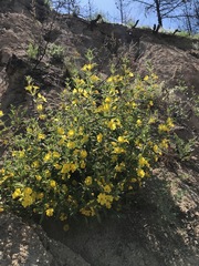 Diplacus clevelandii