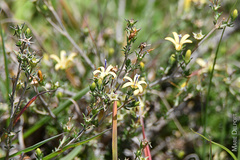 Wahlenbergia albens
