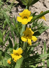 Diplacus clevelandii