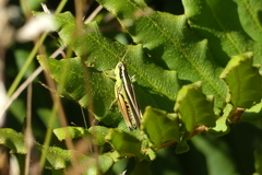 Dichroplus vittigerum