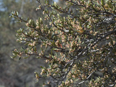 Cercocarpus ledifolius intermontanus