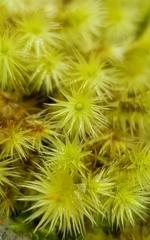 Breutelia chrysocoma