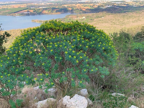 Tree spurge