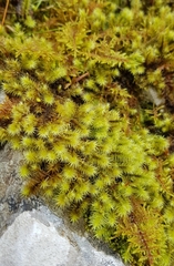 Breutelia chrysocoma