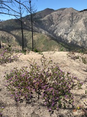Phacelia keckii