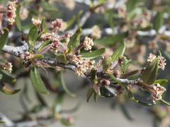 Cercocarpus ledifolius intermontanus