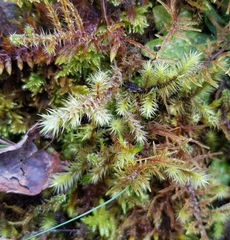 Breutelia chrysocoma