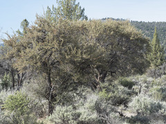 Cercocarpus ledifolius intermontanus