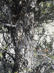 Cercocarpus ledifolius intermontanus