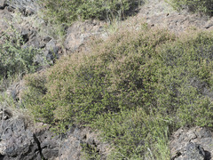 Holodiscus discolor glabrescens