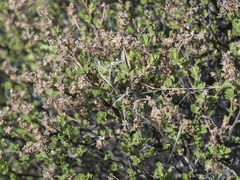 Holodiscus discolor glabrescens