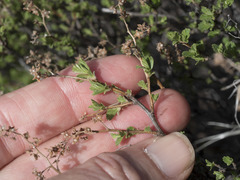 Holodiscus discolor glabrescens