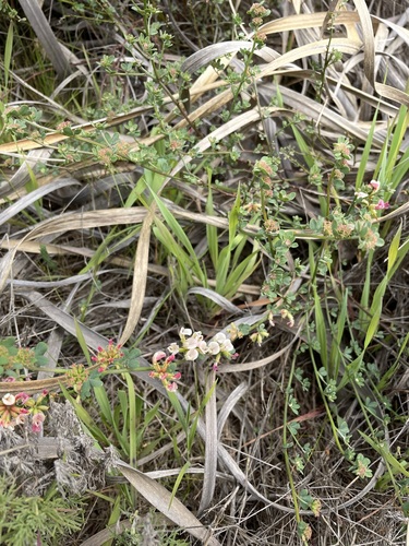 Image of Acmispon cytisoides by (c) Matt Berger, some rights reserved (CC BY)
