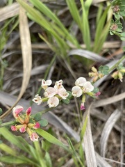 Acmispon cytisoides