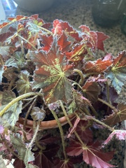 Begonia rex-cultorum