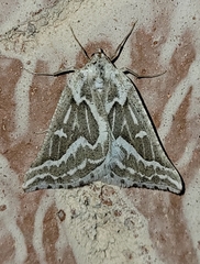 Plataea trilinearia