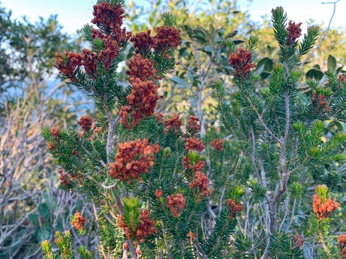 Vielblütige Heide