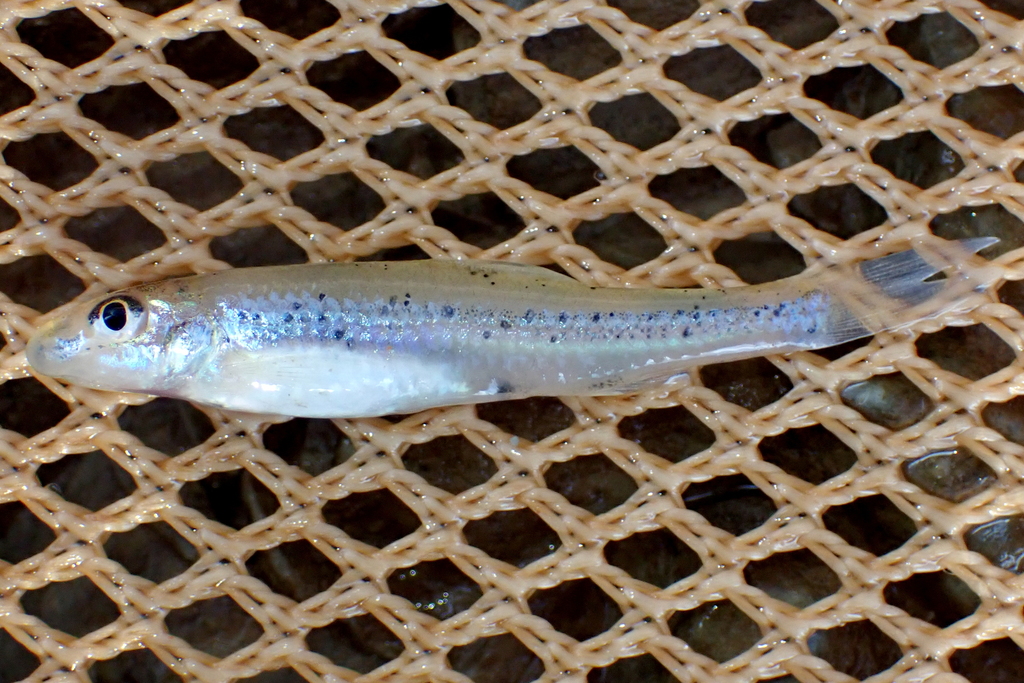 Gulf Chub