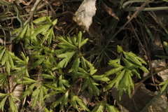 Anemonoides ranunculoides