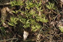 Anemonoides ranunculoides