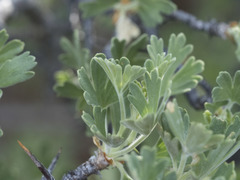 Ribes velutinum