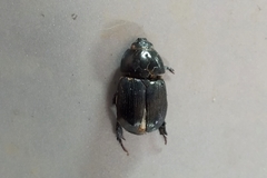 Coleoptera