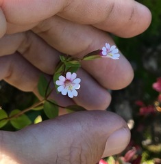 Erythranthe inconspicua