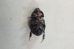 Coleoptera
