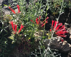 Monardella macrantha hallii