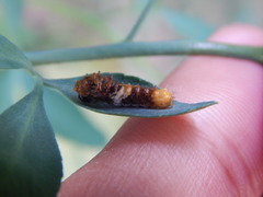 Heraclides thoas brasiliensis