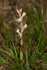 Satyrium stenopetalum