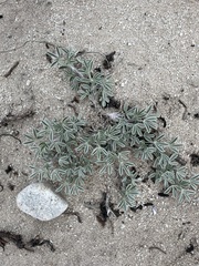 Lupinus tidestromii