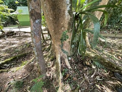 Monstera tuberculata brevinoda
