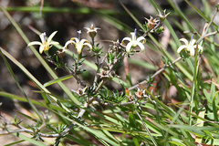 Wahlenbergia albens