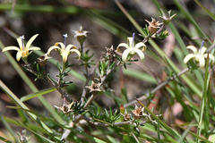 Wahlenbergia albens