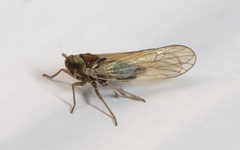 Javesella pellucida