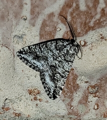 Macaria schatzeata