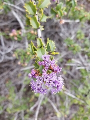 Ceanothus jepsonii jepsonii