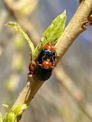 Plagiodera arizonae