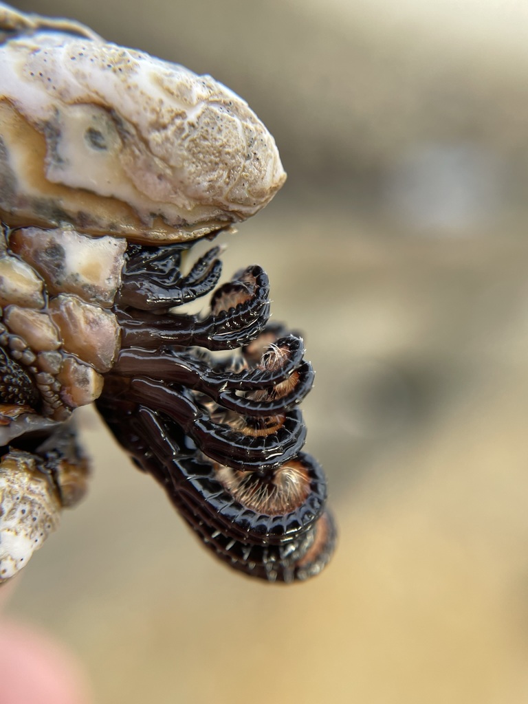 leaf barnacle