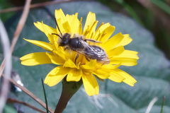 Andrena