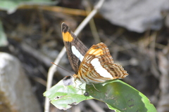Adelpha iphicleola