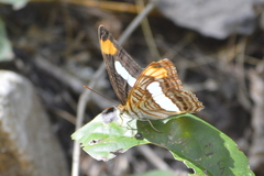 Adelpha iphicleola