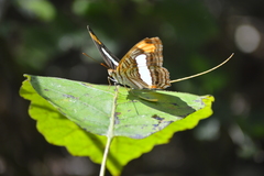 Adelpha iphicleola