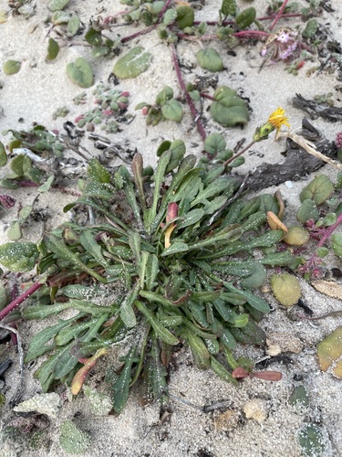 Image of Agoseris apargioides by (c) Matt Berger, some rights reserved (CC BY)