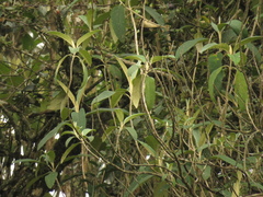 Buddleja americana