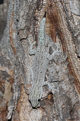 Phelsuma mutabilis