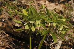 Helleborus viridis