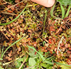 Pterostegia drymarioides